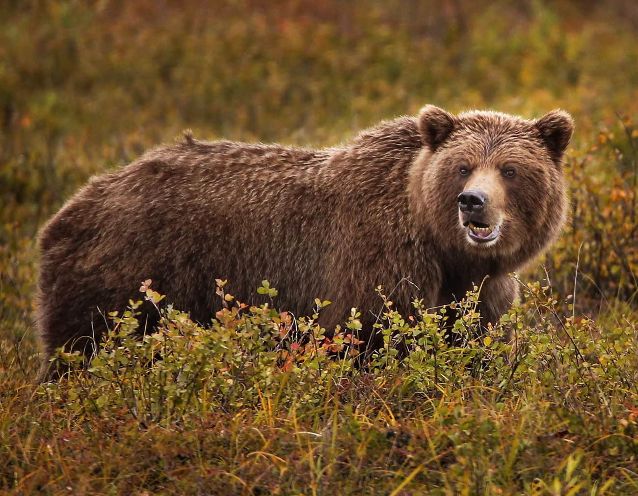 A grizzly bear eats berries A grizzly bear eats berries