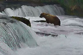 Screenshot of bear cam Screenshot of bear cam