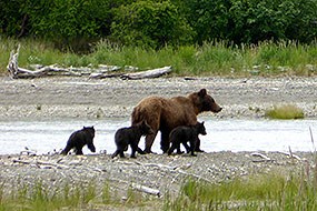 A mother brown bear walks with three cubs A mother brown bear walks with three cubs