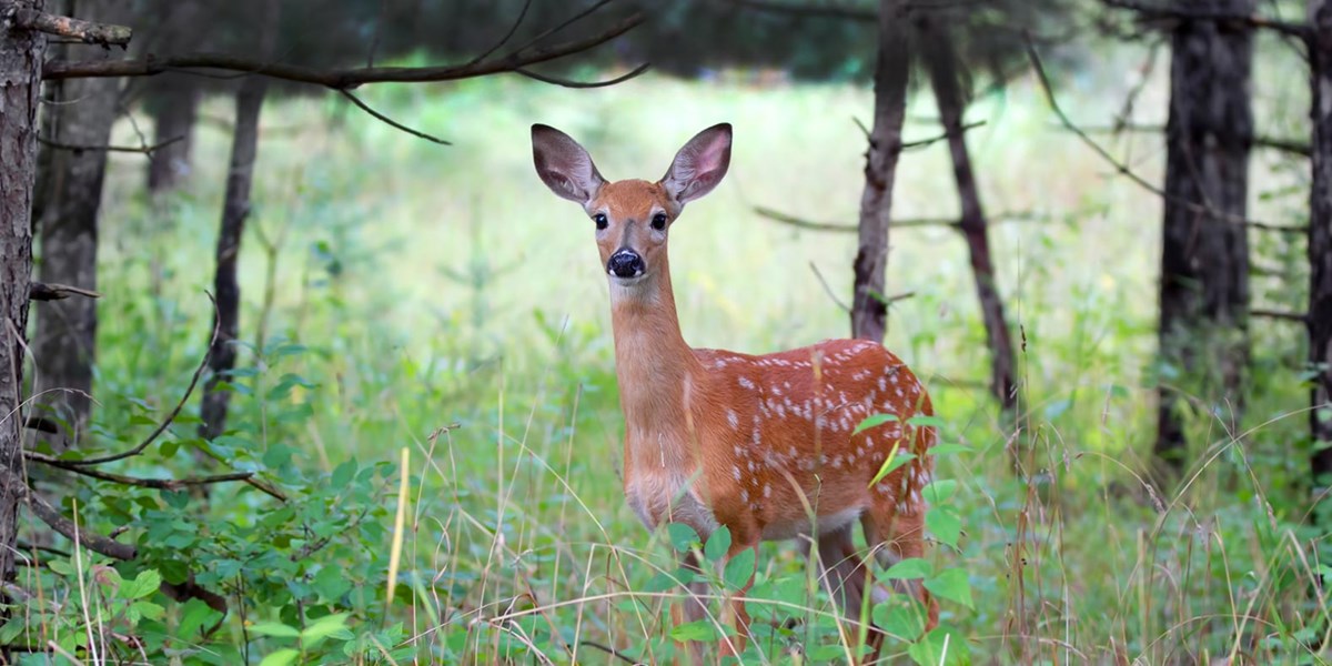 Deer Deer