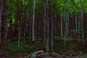 fireflies fireflies