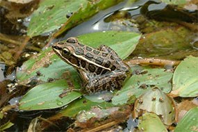 A small, brown spotted pickerel frog sits atop floating green leaves. A small, brown spotted pickerel frog sits atop floating green leaves.
