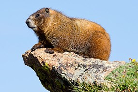 Yellow-bellied marmot on a rock Yellow-bellied marmot on a rock