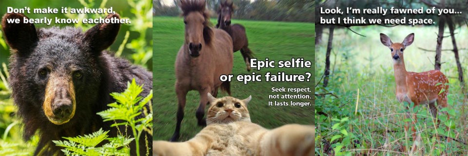 Three memes: 1) Black bear with text "Don't make it awkward, we bearly know eachother." 2) Cat taking a selfie with text "Epic selfie or epic failure?" 3) Fawn with text "Look, I'm really fawned of you... but I think we need space."