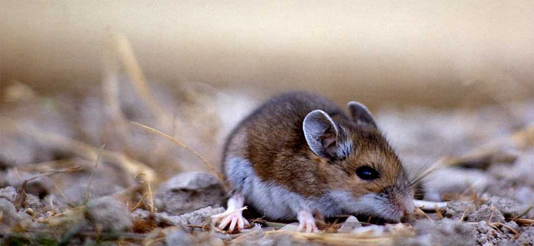 deer mouse