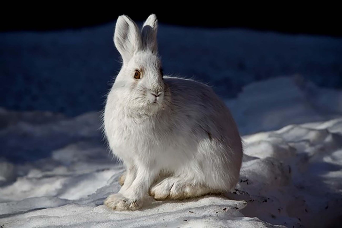 white Snowshoe Hare in the snow