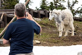 Man too close to wildlife