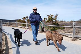 Visitor walking two dogs 