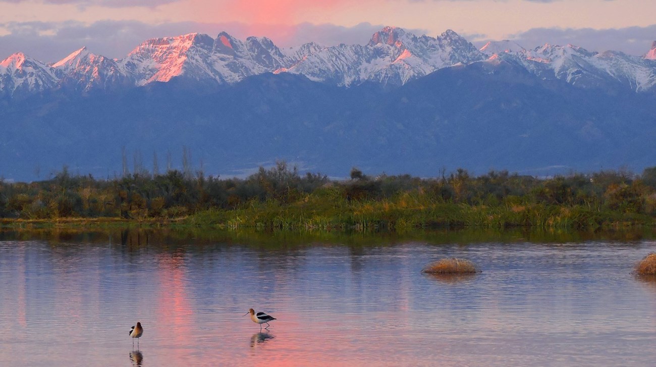 birds standing in water with mountains and pink sunset in background