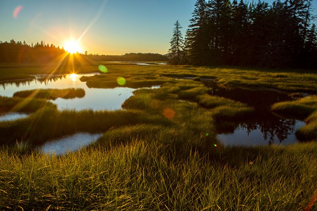 Bass Harbor Marsh in Acadia National Park the sun sets over a marsh land with patches of tall grasses and patches of still water