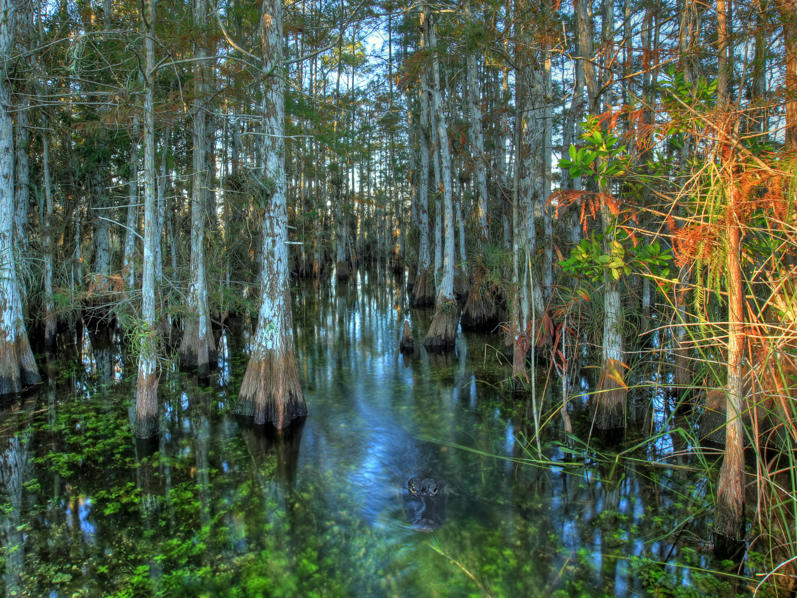 cypress dome