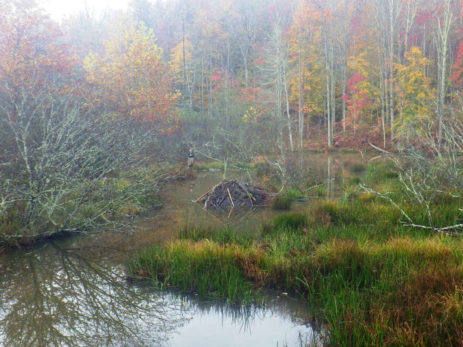 beaver lodge