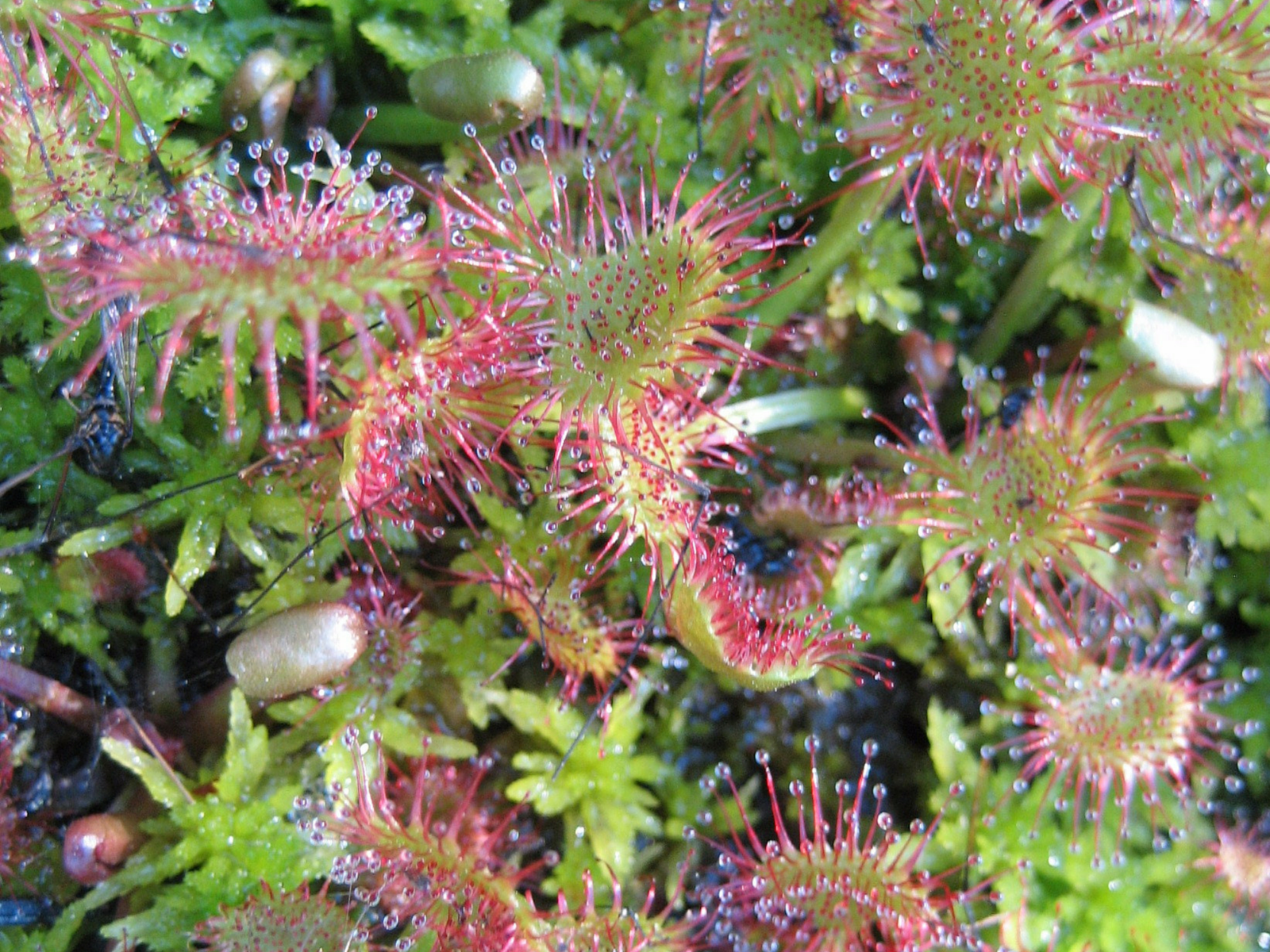 Sundews