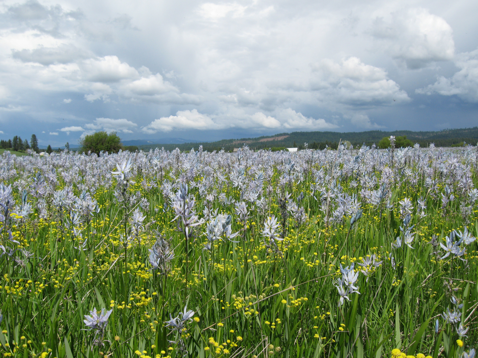 Camas Lily