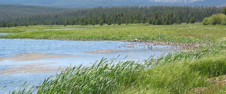 An old gravel mine was restored to marsh, pond and willow habitat at John D. Rockefeller, Jr. Memorial Parkway, Wyoming