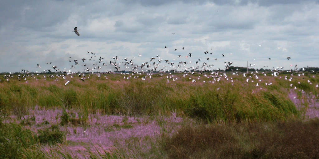 Everglades Egrets