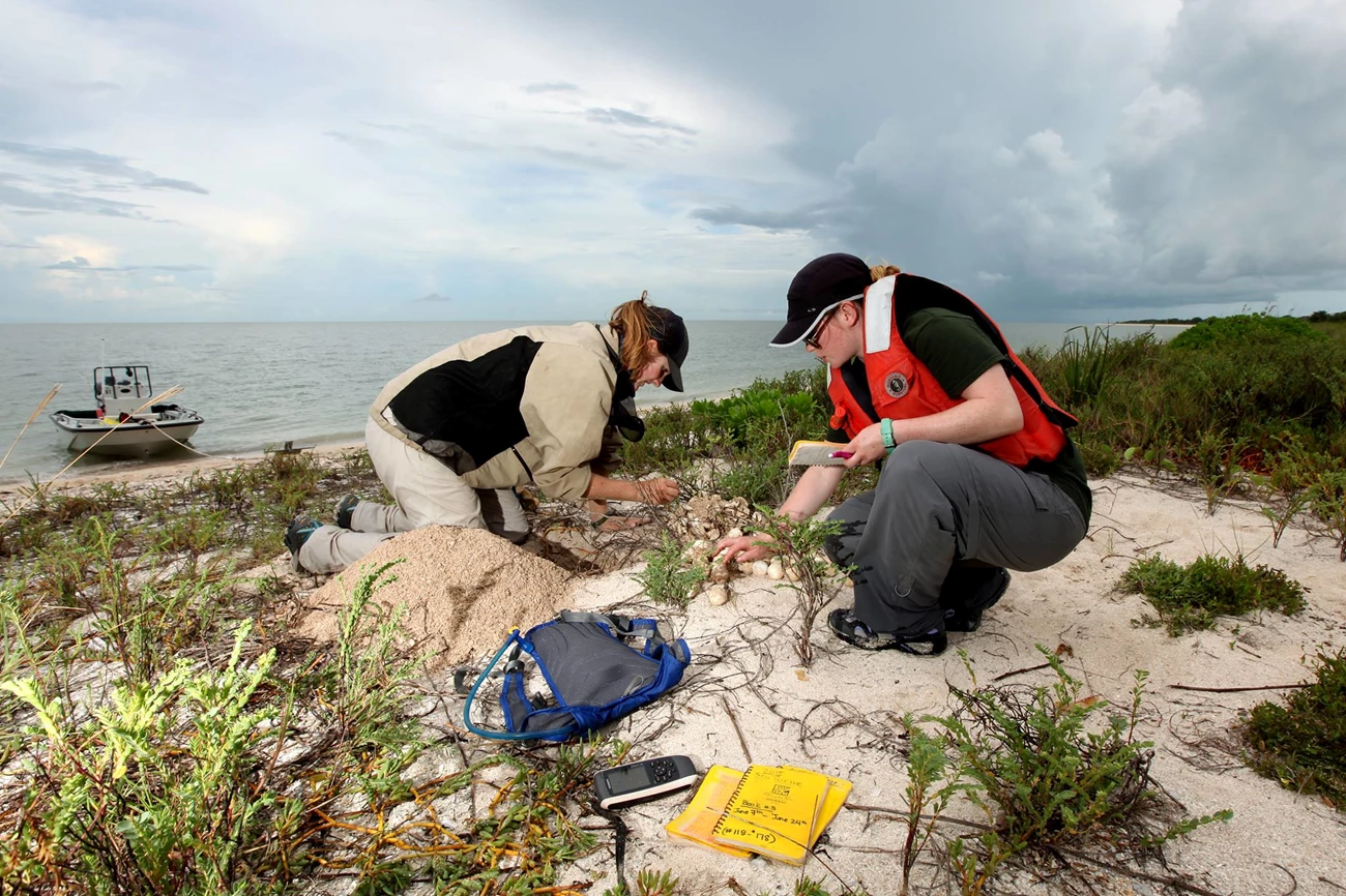 Researchers count sea turtle eggs. Researchers count sea turtle eggs.