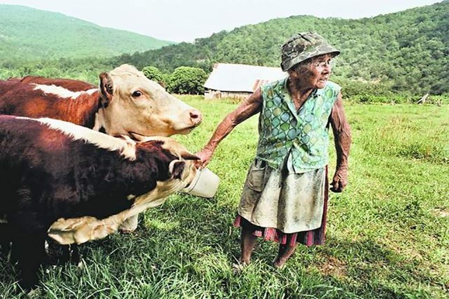 Eva "Granny" Henderson Eva "Granny" Henderson feeds the cows.