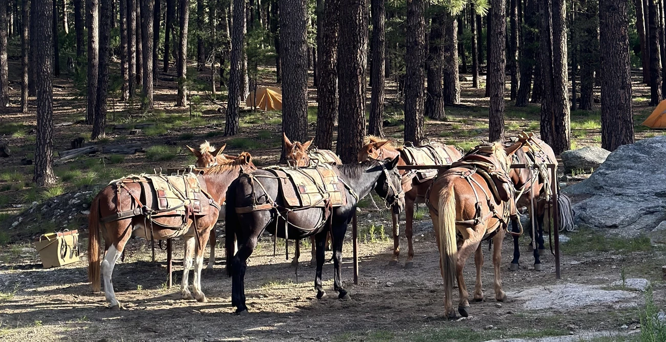 Mules help pack materials into the wilderness to support park operations and wilderness stewardship. A string of pack mules stands at a hitching post in a pine forest.
