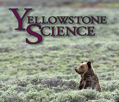 Cover for web of bear issue Cover of the bear issue of Yellowstone Science magazine