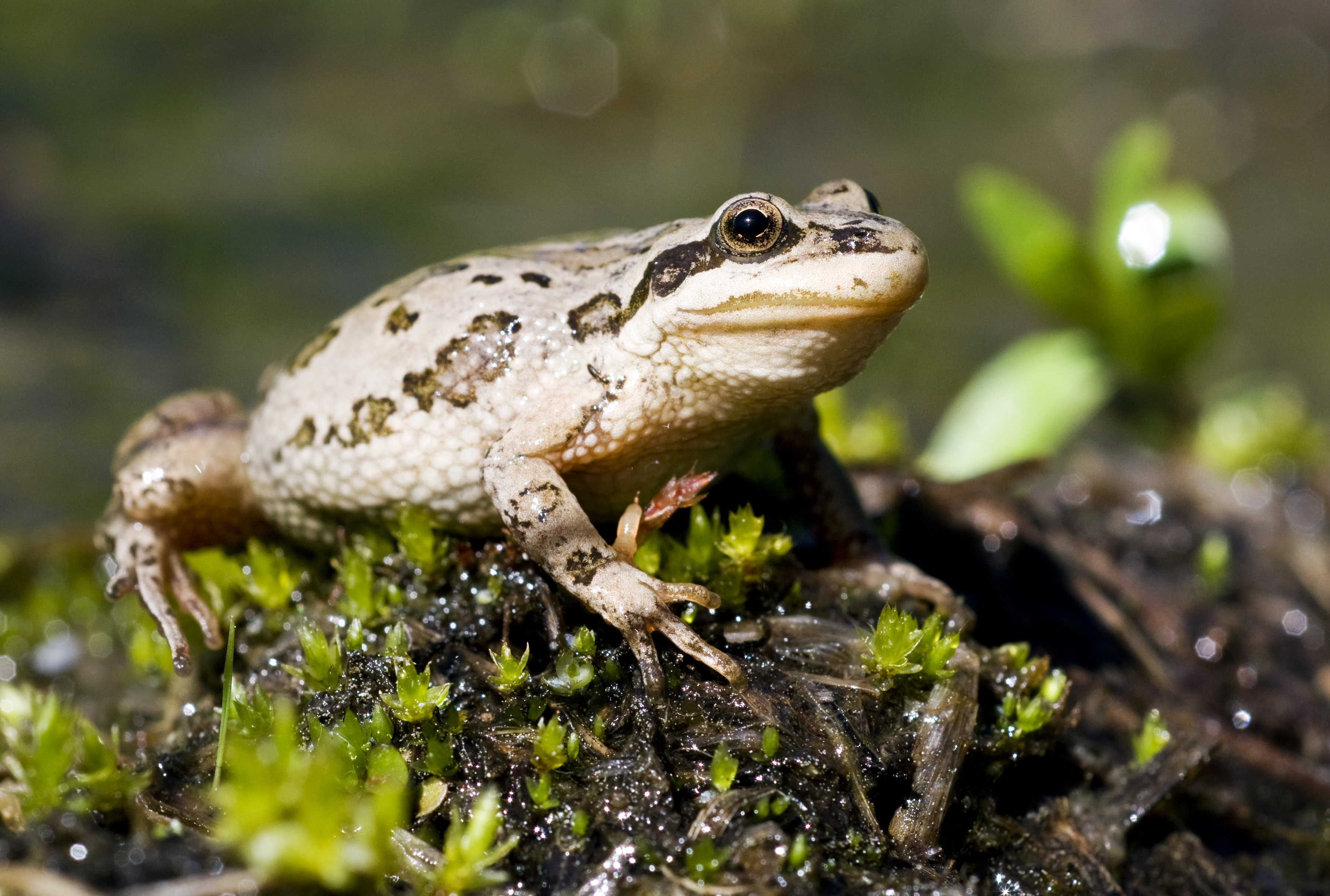 A tiny, pale speckled frog sits on moss 