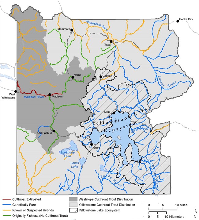 Figure 1. Map of Yellowstone watershed showing the historic ranges and genetic status of westslope cutthroat trout and Yellowstone cutthroat trout within Yellowstone National Park.