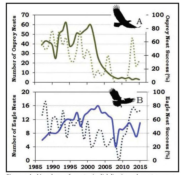 Figure 4 Koel