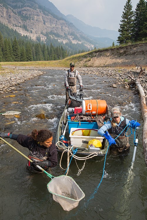 Electrofishing in the Lamar River