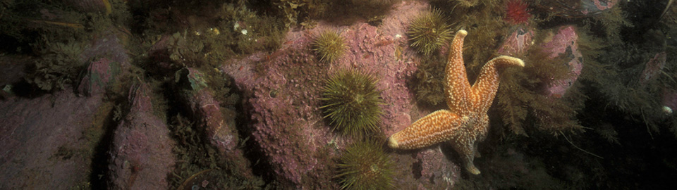 Seastar in Acadia National Park