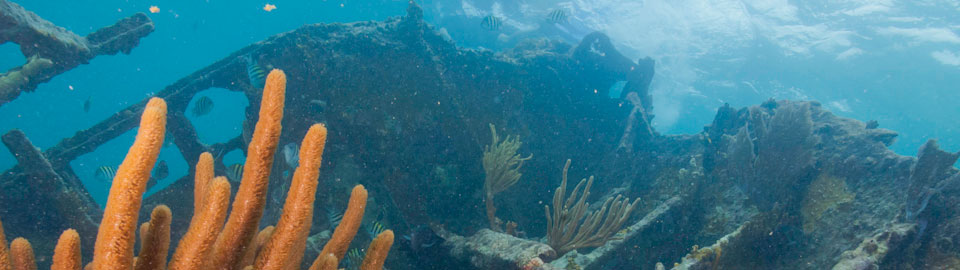 A Shipwreck in Biscayne National Park