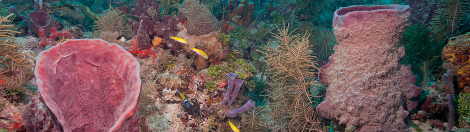 Coral Landscape in Biscayne National Park