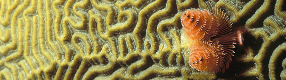 Sea feather on coral