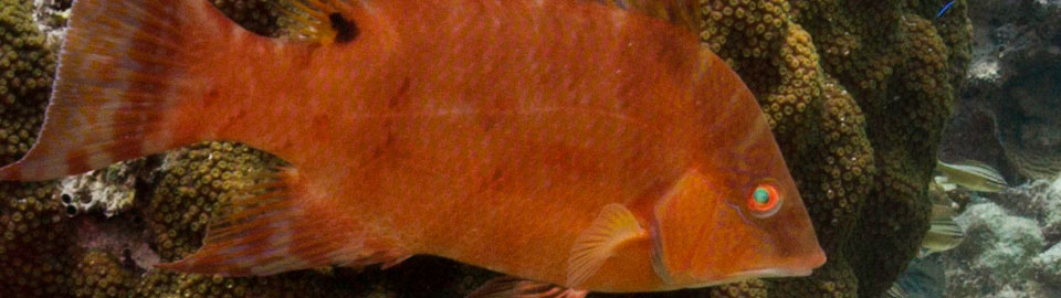 Red Snapper trying to blend into the coral