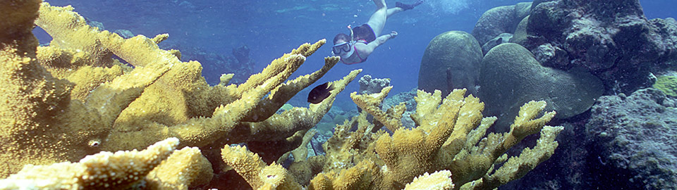 Snorkeler behind elkhorn coral