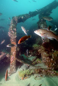 Schools of fish gather around structure 