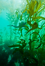 Diver in a kelp forest