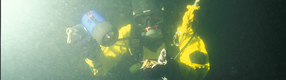 Diver examining crayfish