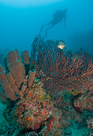 Diver above a stand of soft coral