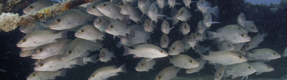 School of fish underneath a wreck