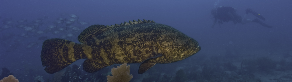 Diver with a Goliath Grouper