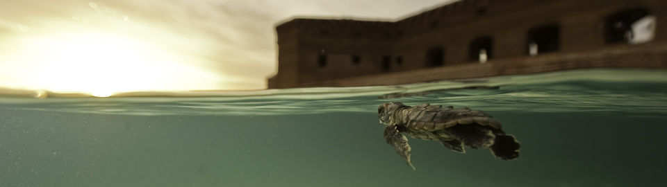 Baby Turtle with Fort Jefferson in the background at sunset