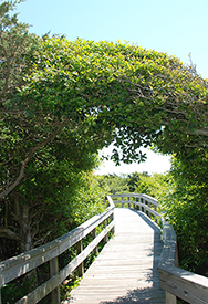 Trail Leading Into Sunken Forest