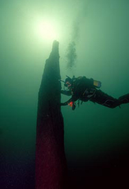 Underwater Forest at Jenny Lake