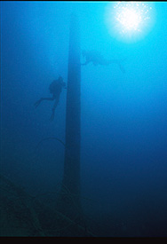 Divers hang on a submerged tree