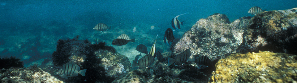 Vintage images of Diving at Pu'uhonua o Honaunau