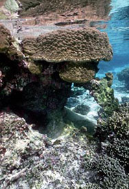Reef in America Samoa