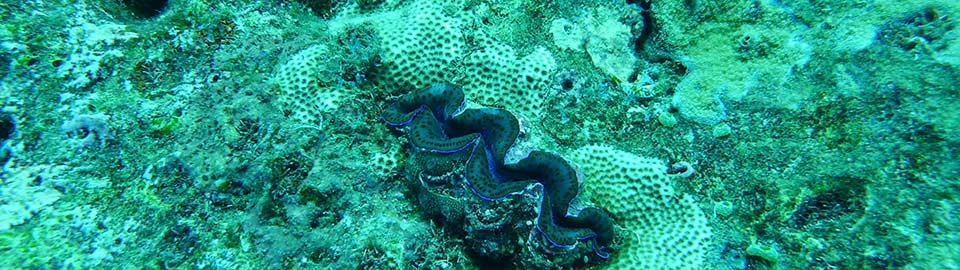 Giant Clam faisua