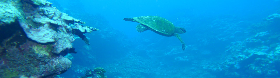 Green Turtle in America Samoa
