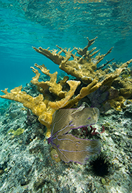 Healthy stand of Acropora and Gorgonia