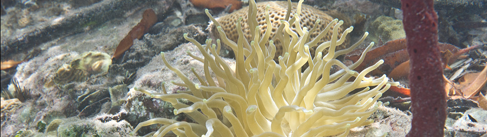 Anenome in the mangroves, Hurricane Hole